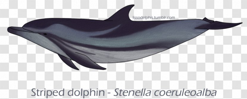 Common Bottlenose Dolphin Tucuxi Short-beaked White-beaked Striped - Digital Art Transparent PNG