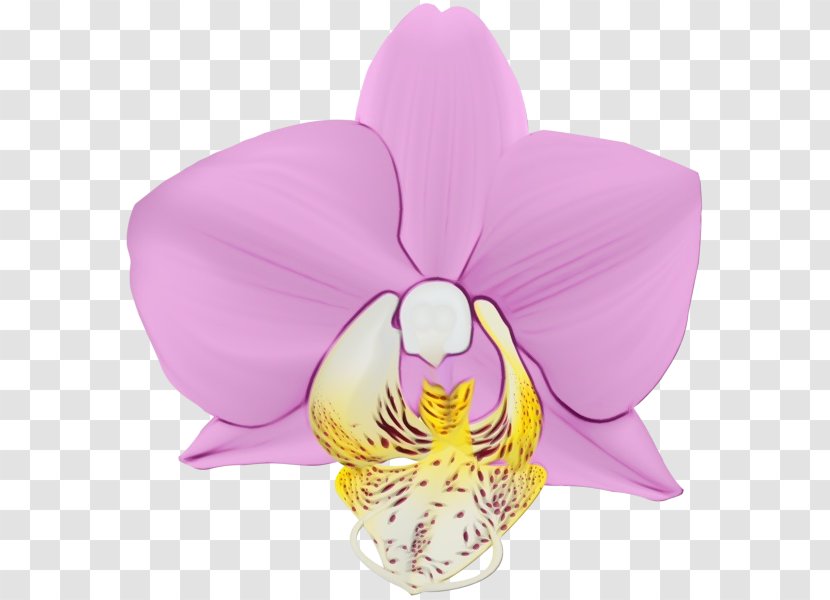 Purple Watercolor Flower - Cattleya - Violet Family Dendrobium Transparent PNG