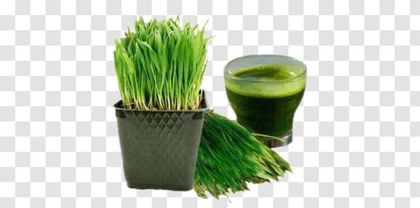 Juicer Smoothie Wheatgrass Raw Foodism - Seed - Juice Transparent PNG