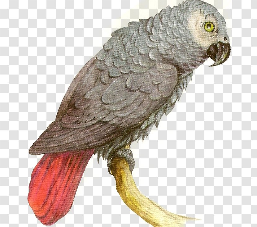 Macaw Bird Beak Parakeet Feather - Of Prey Transparent PNG