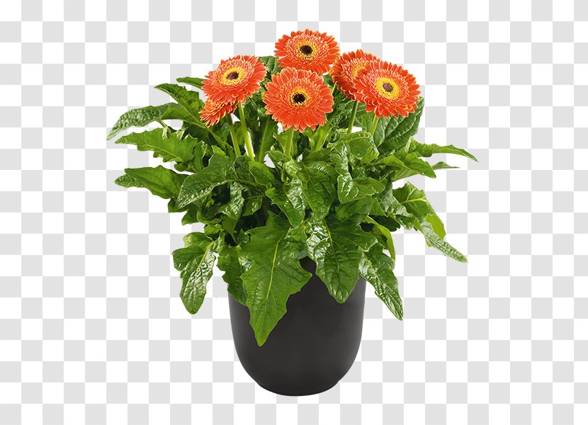 Barberton Daisy Patio Plant Greenhouse Cut Flowers - Great Smoky Mountains Transparent PNG