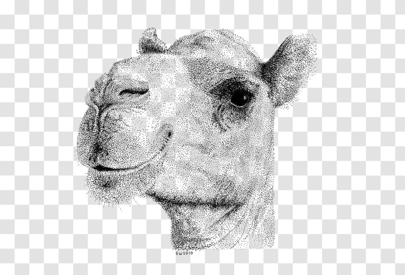 Bactrian Camel Face Drawing Stippling Illustration - Monochrome - Hand-painted Transparent PNG