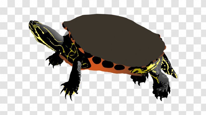 Tortoise Amphibian Terrestrial Animal - Reptile - Painted Turtle Transparent PNG