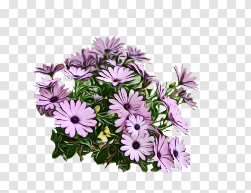 Flower Plant African Daisy Purple Lilac Transparent PNG