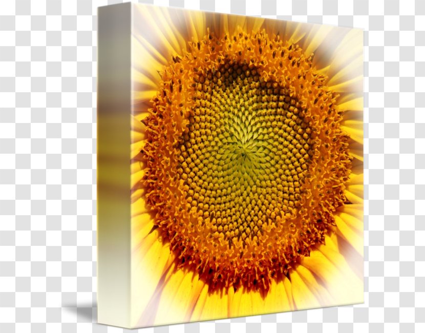 Common Sunflower Seed Sunflowers - Science Fiction Quadrilateral Decorative Backgroun Transparent PNG