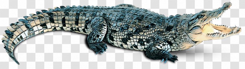 Terrestrial Animal Reptile Transparent PNG
