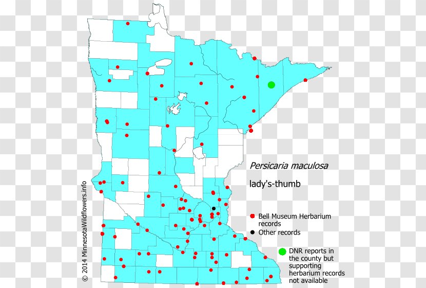 Line Point Map Tuberculosis - Area Transparent PNG