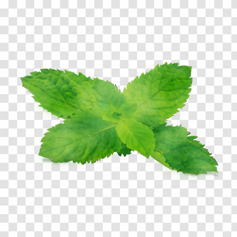 Leaf Herbalism - Hemp Family - Lemon Balm Transparent PNG