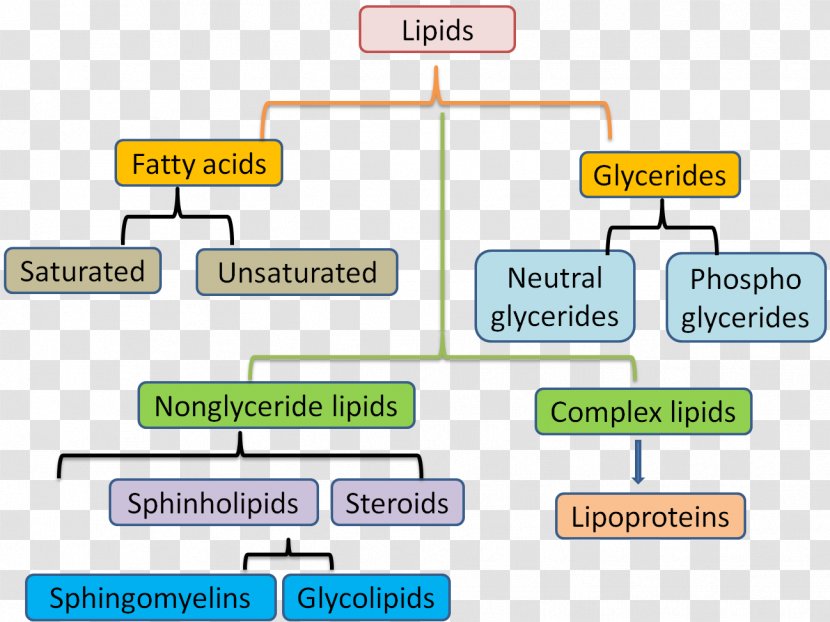 Membrane Lipids Unsaturated Fat Lipid Metabolism - Organization - Fats Transparent PNG