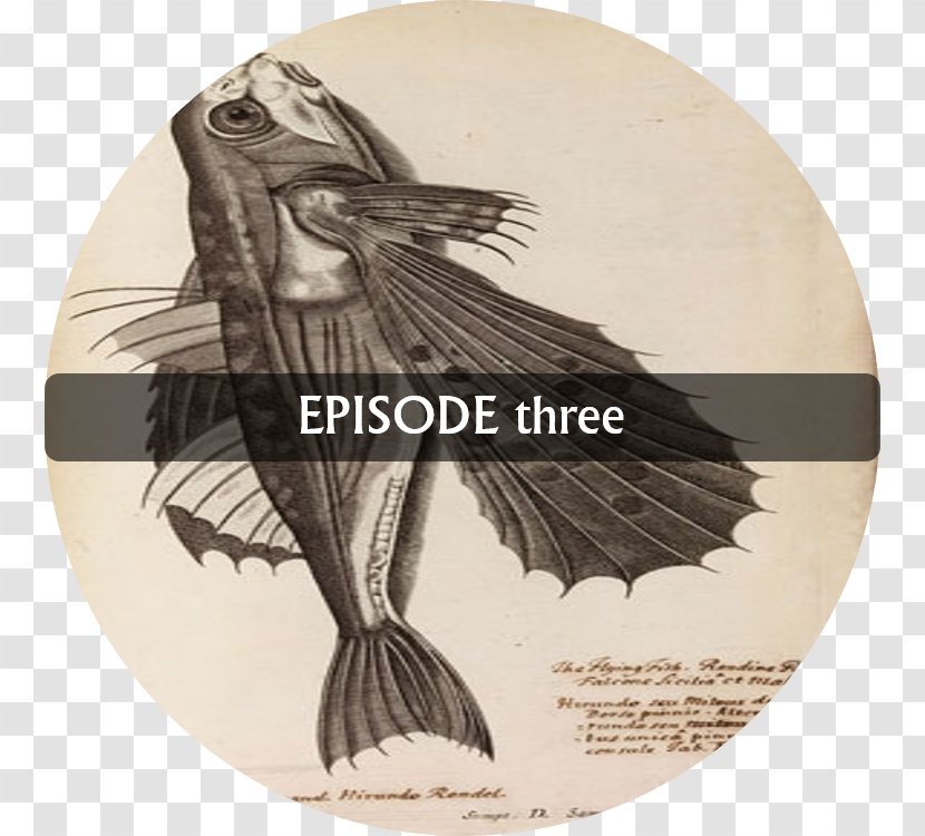 Drawing Eagle Fauna /m/02csf - Beak Transparent PNG