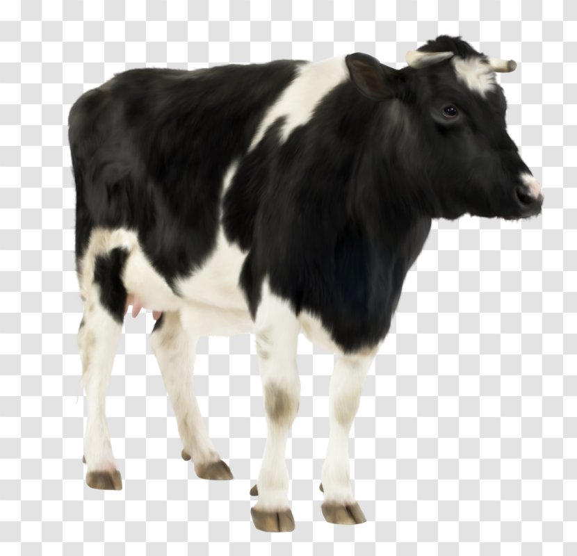 Holstein Friesian Cattle Hereford Calf Farm Livestock - Dairy Cow - Vache Transparent PNG