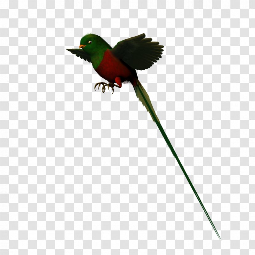 Hummingbird Parakeet Fauna Feather Beak - Pollinator Transparent PNG