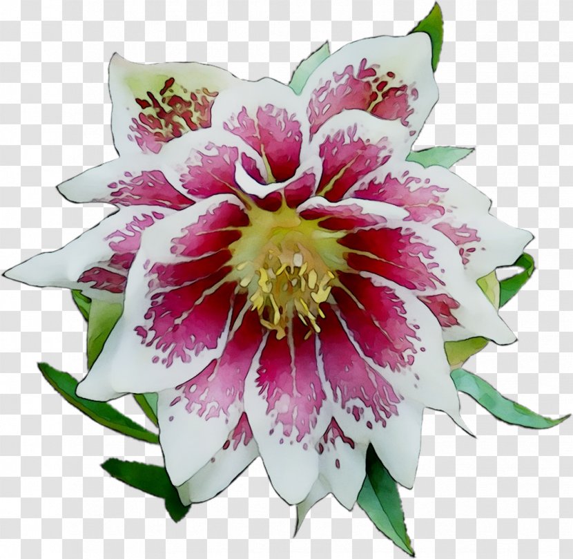 Epiphyllum Annual Plant Cut Flowers Plants - Passion Flower Transparent PNG
