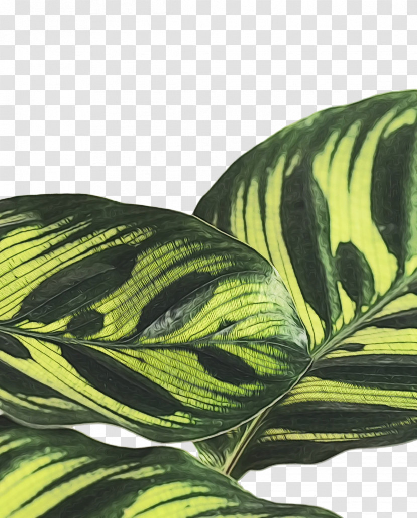 Leaf Green Pattern Science Biology Transparent PNG