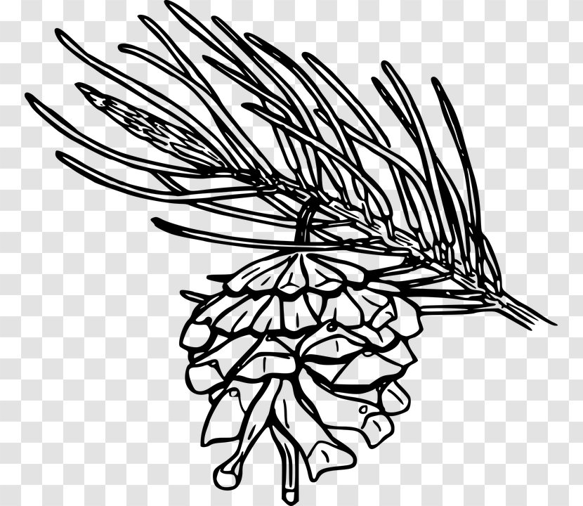 Single-leaf Pinyon Conifer Cone Flower Coulter Pine - Beak - Leaf Transparent PNG