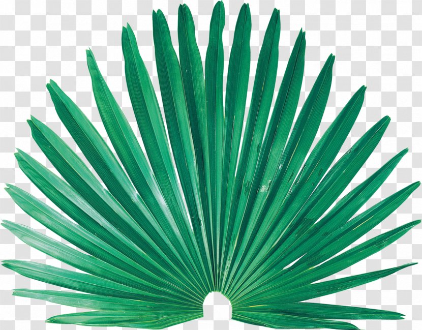 Leaf Nissan Clip Art - Palm Leaves Transparent PNG