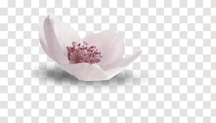 National Gallery Lilac Flower Blossom - Purple - Floral Decoration Material Transparent PNG