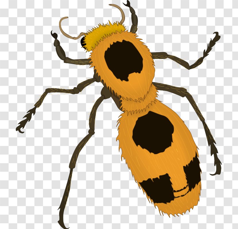 Beetle Clip Art - Bee - Insect Vector Transparent PNG