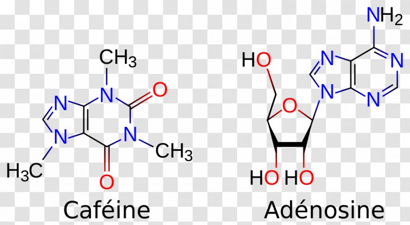 Coffee Tea Caffeine Adenosine Molecule Transparent PNG