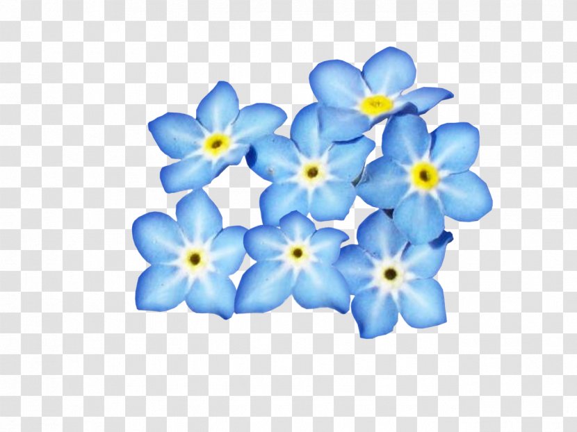 Blue Flower - Coloring Book - Wildflower Water Forget Me Not Transparent PNG