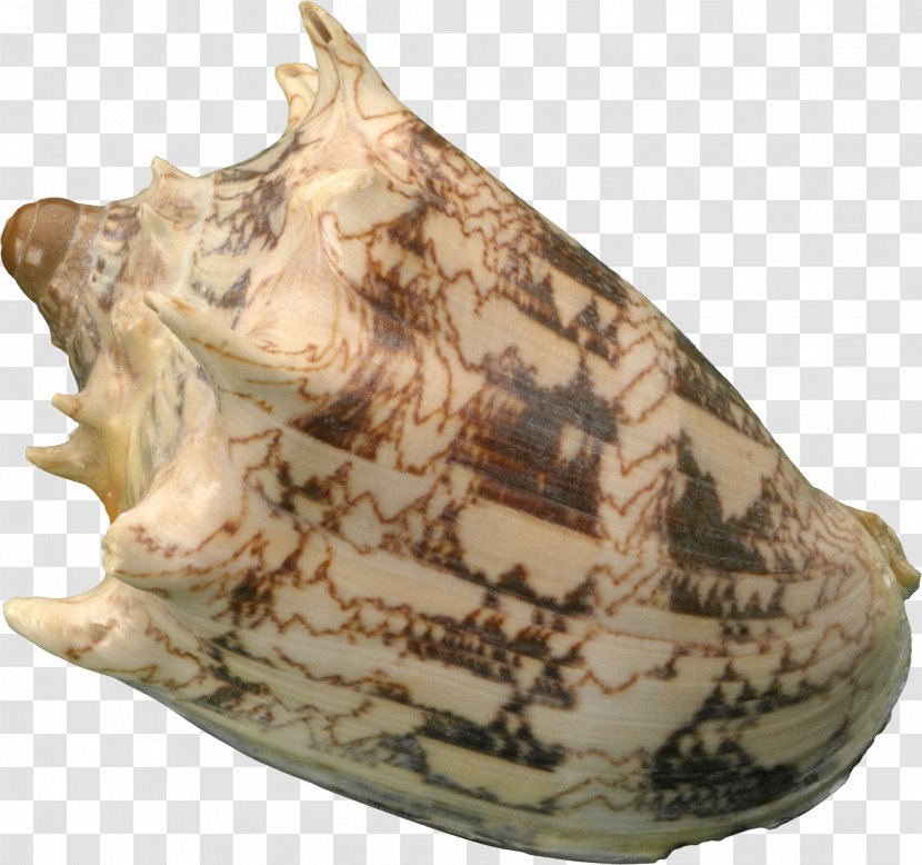 Seashell Conchology Sea Snail - Molluscs - Shells Transparent PNG