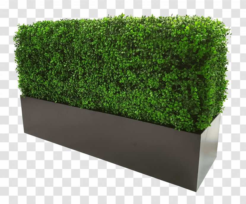 Green Grass Background - Shrub - Moss Family Transparent PNG