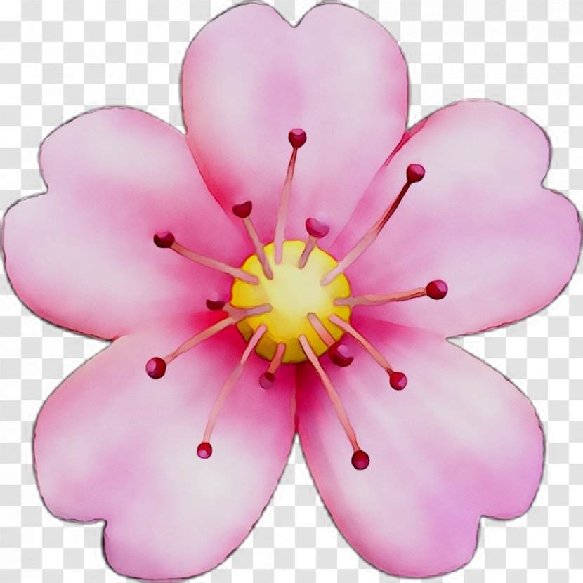 Cherry Blossom ST.AU.150 MIN.V.UNC.NR AD Flowering Plant Cherries Transparent PNG