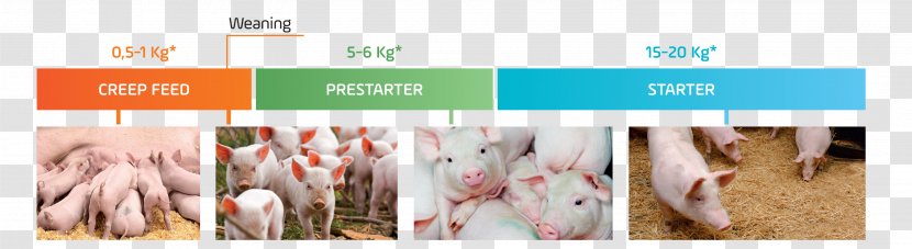 Piglet Black Iberian Pig Weaning Breastfeeding Transparent PNG