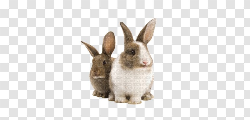 Domestic Rabbit Holland Lop Pet Hutch Transparent PNG