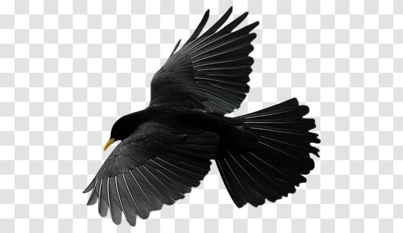 Bird Flight Common Raven Vector Graphics Crow - Songbird Transparent PNG