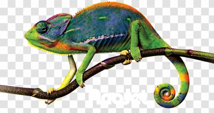 Chameleons Clip Art - Lizard Transparent PNG