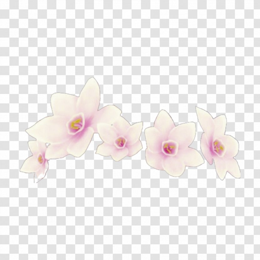 Moth Orchids Cut Flowers Petal - Simple White Wedding Flower Crown Transparent PNG