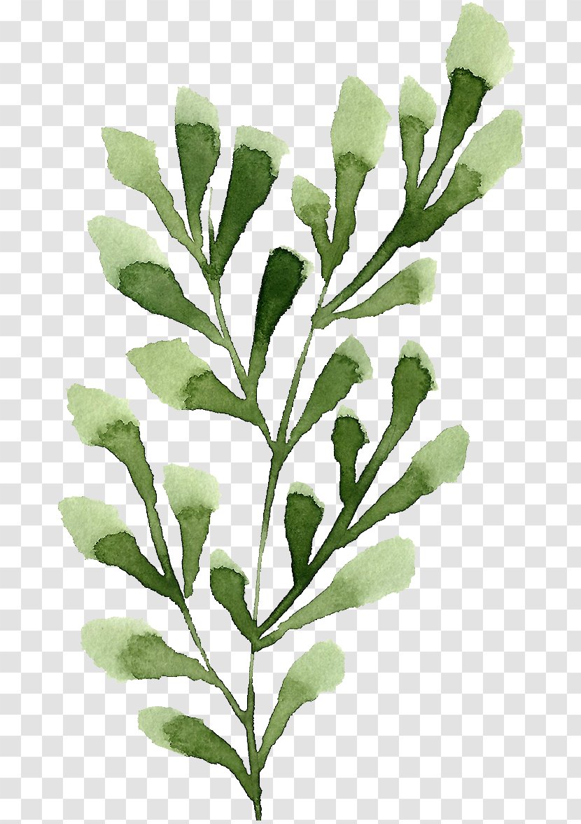Leaf Twig Plant Stem - Watercolor Painting - Leaves Transparent PNG
