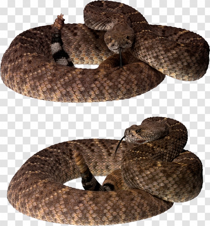 Snake Image File Formats Clip Art - Boa Constrictor Transparent PNG