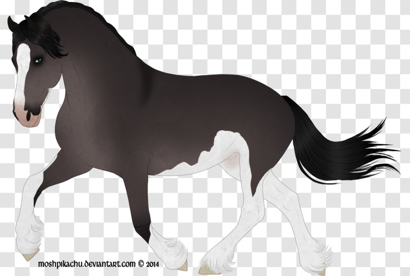 Stallion Foal Mustang Mare Colt - Yonni Meyer Transparent PNG