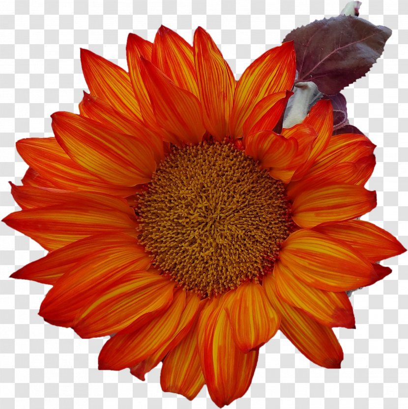 Orange Photography - Flower - Sunflower Transparent PNG