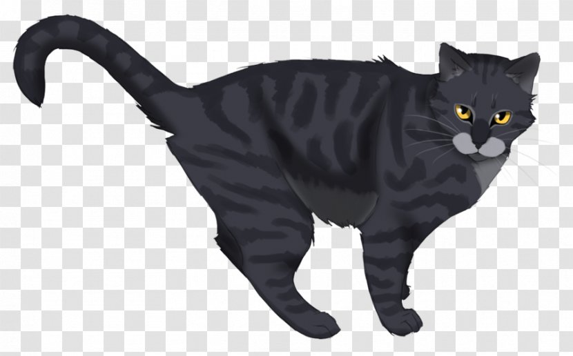 Black Cat Chartreux Korat American Wirehair Warriors - Fur - Tail Transparent PNG