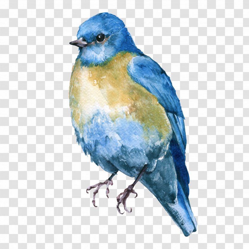 Bird Bluebird Eastern Mountain Beak - Lazuli Bunting Songbird Transparent PNG