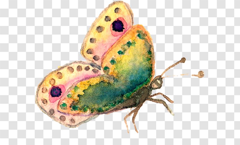 Butterfly Moth Image Illustration - Pollinator - Watercolor Carolynns Reflexology Transparent PNG