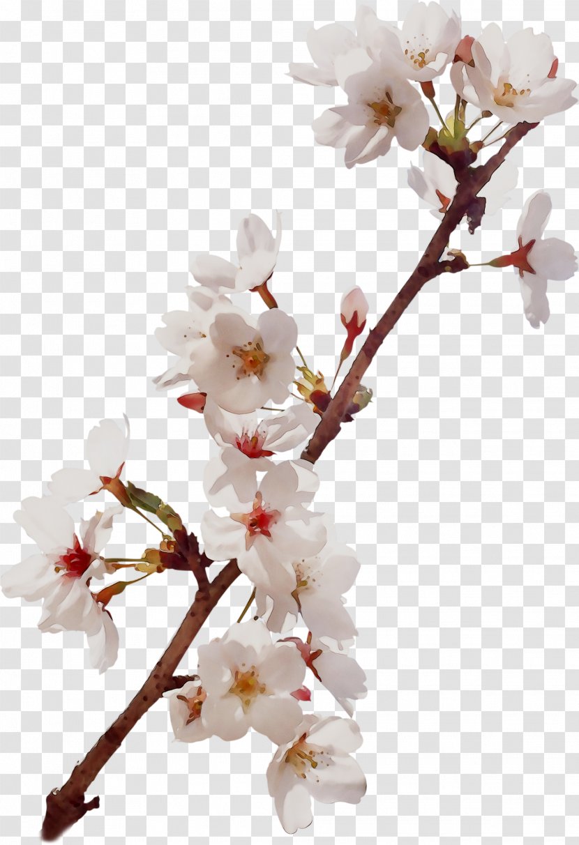 Cherry Blossom ST.AU.150 MIN.V.UNC.NR AD Prunus Plant Stem - Flower - Cherries Transparent PNG