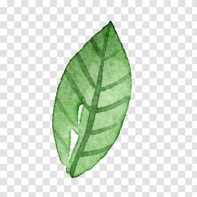 Image Illustration Leaf - Botany - Kbcnmz Watercolor Transparent PNG