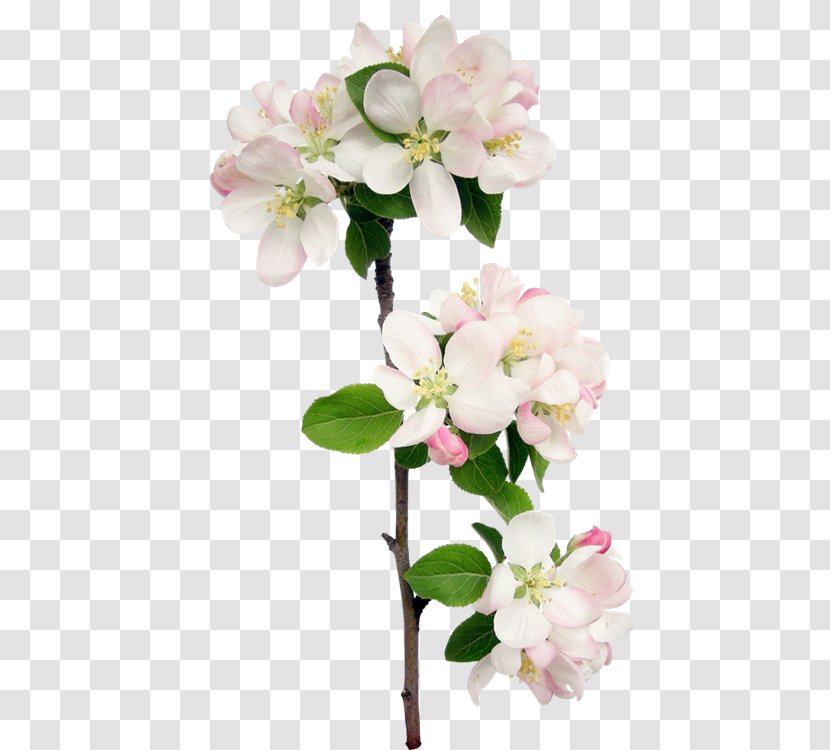 Floral Design Flower Petal Blossom - Pink Transparent PNG