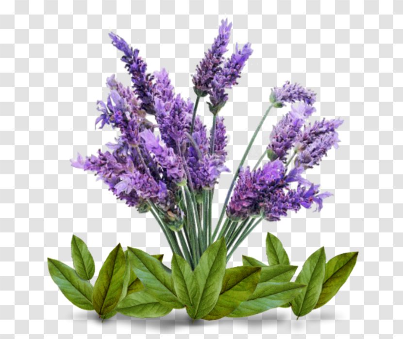 English Lavender Plant Lamiaceae Oil Seed Transparent PNG
