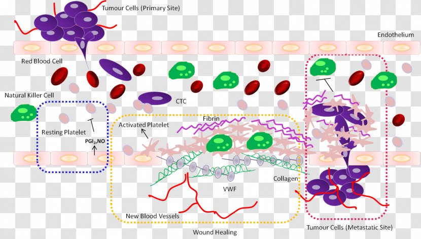 Platelet Prostacyclin Cancer Circulating Tumor Cell Fibrin - Research - Green Allogeneic Transparent PNG