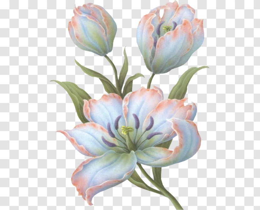 Cut Flowers Tulip Blume Painting - Watercolor Succulent Transparent PNG