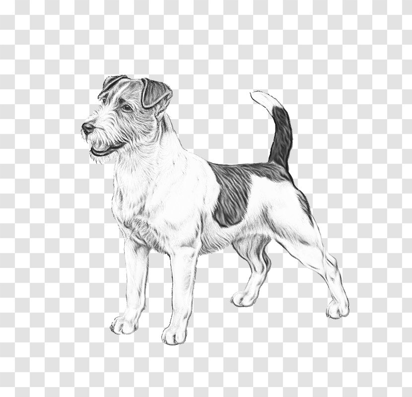 Fox Drawing - Jack Russell - Sealyham Terrier Sporting Group Transparent PNG