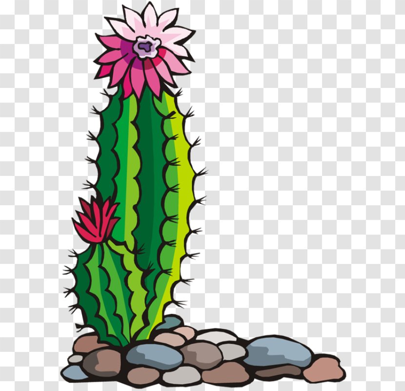 Cactaceae Drawing Clip Art - Plant - Youtube Transparent PNG