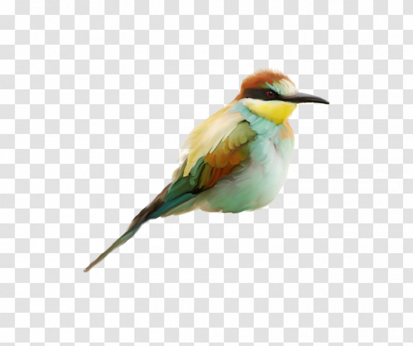 Bird Bee-eater House Sparrow Beak Transparent PNG