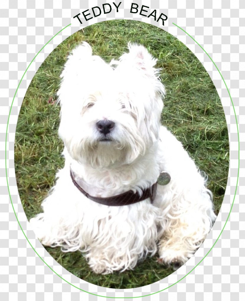 Glen West Highland White Terrier Dandie Dinmont Sporting Lucas Soft-coated Wheaten - Dog Like Mammal Transparent PNG