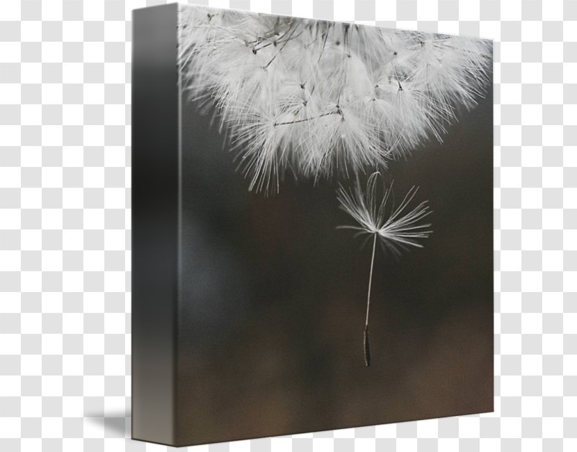 Feather White - Stock Photography - Canvas Hanging Transparent PNG